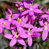 Centaurium rhodense