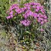 Centaurium rhodense