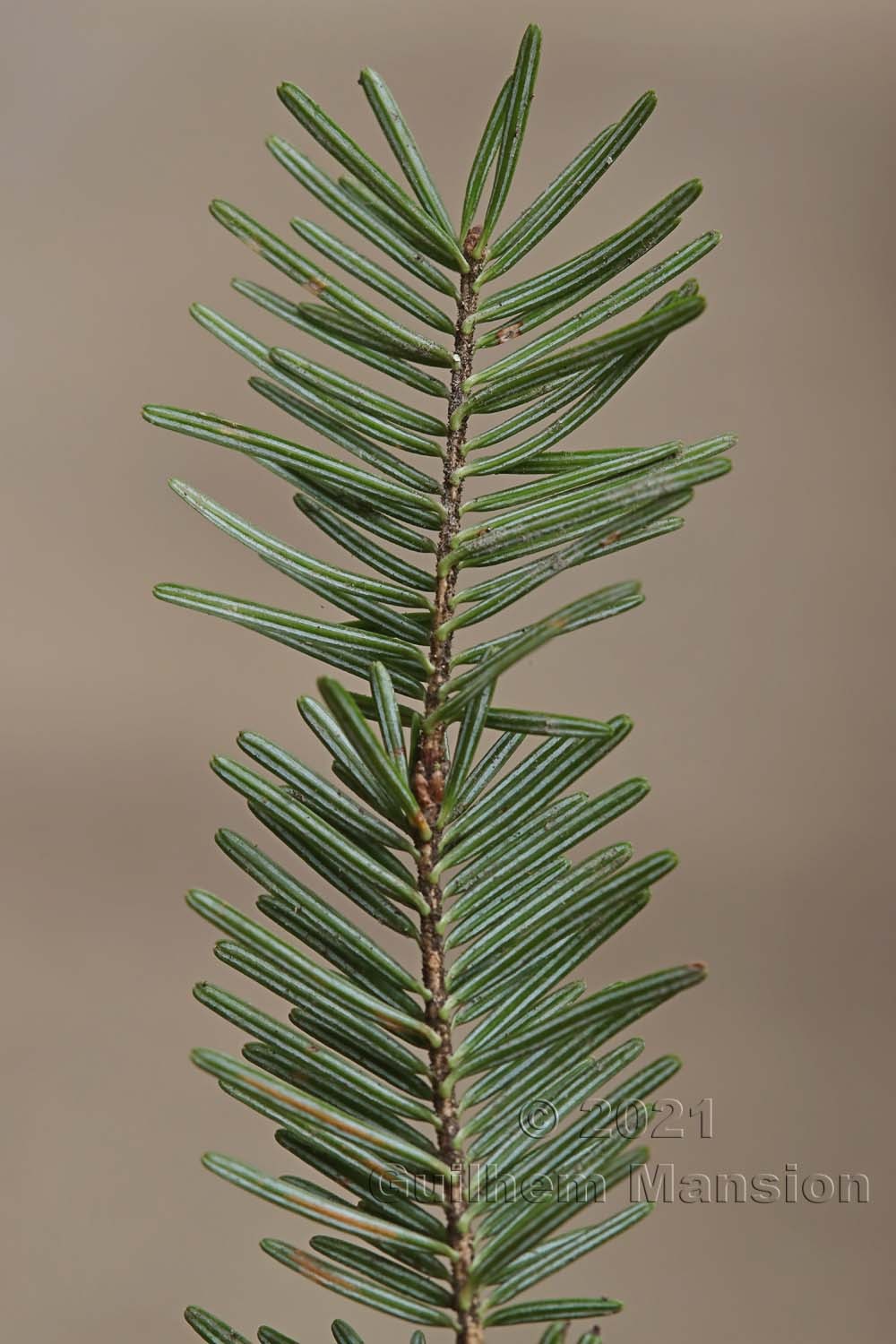 Abies alba