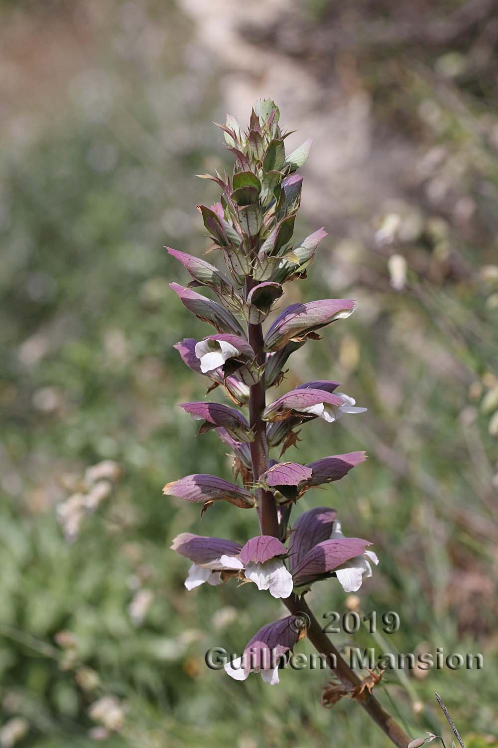 Acanthus mollis