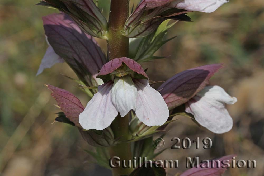 Famille - Acanthaceae