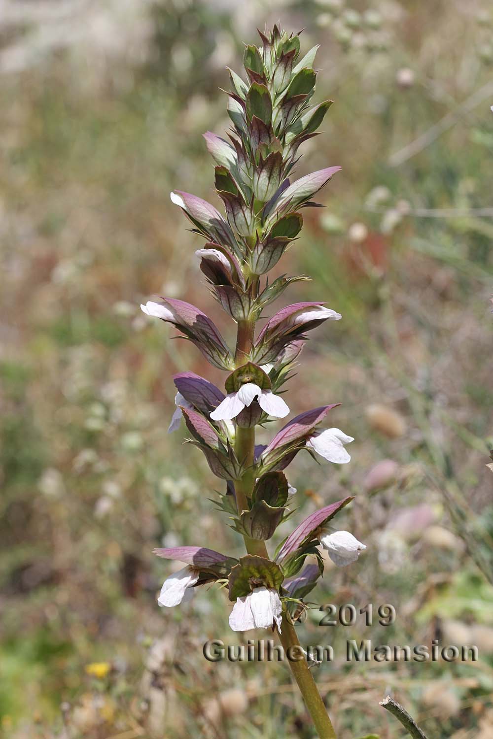 Acanthus mollis