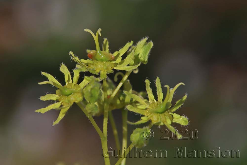 Famille - Sapindaceae