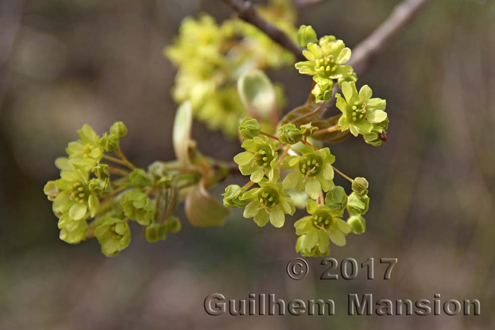 Acer platanoides