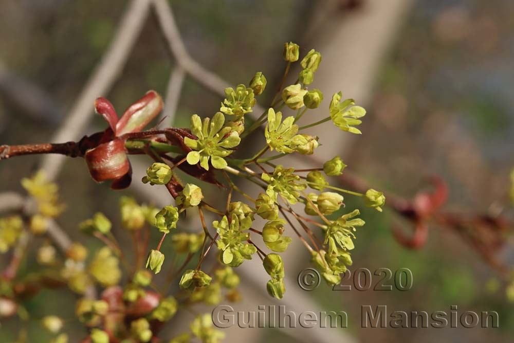 Acer platanoides