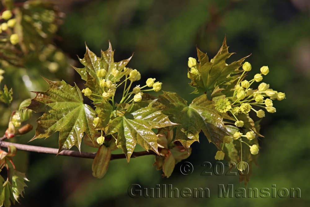 Acer platanoides