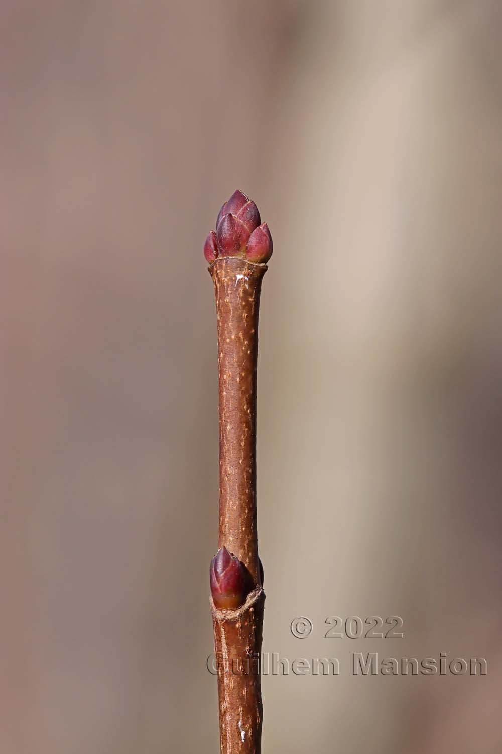 Acer platanoides