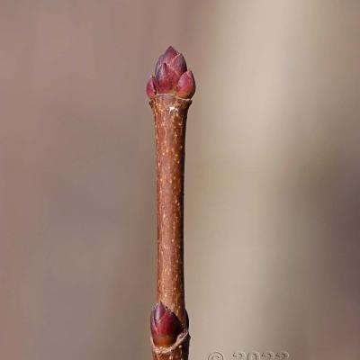 Botanique - Bourgeons