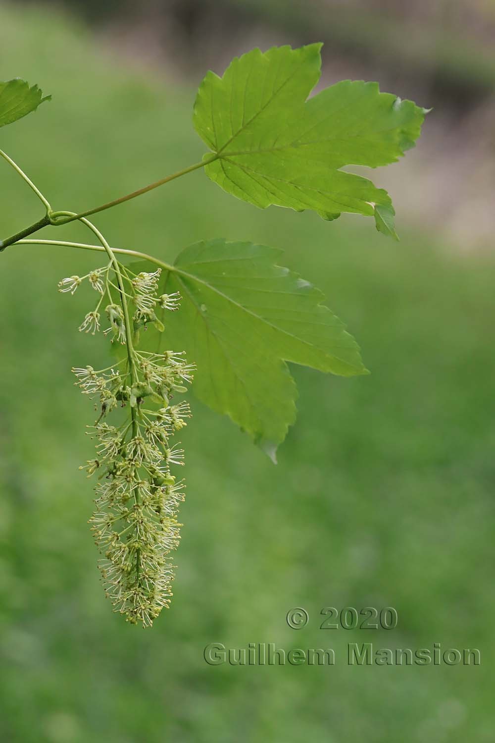 Acer pseudoplatanus