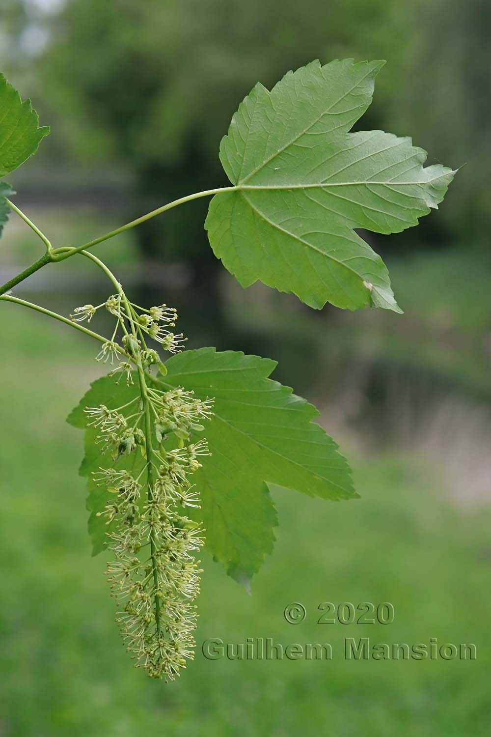 Acer pseudoplatanus