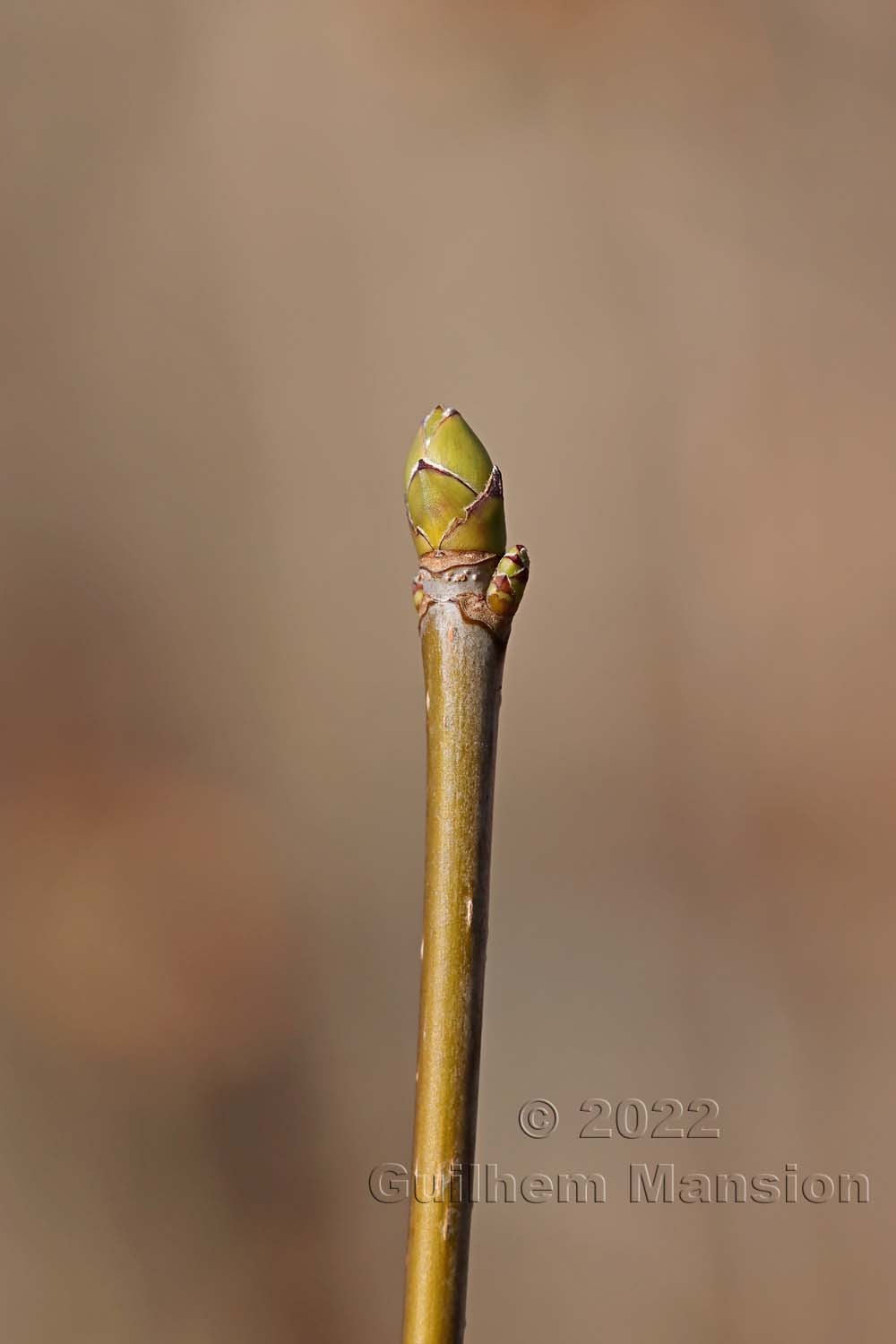 Acer pseudoplatanus