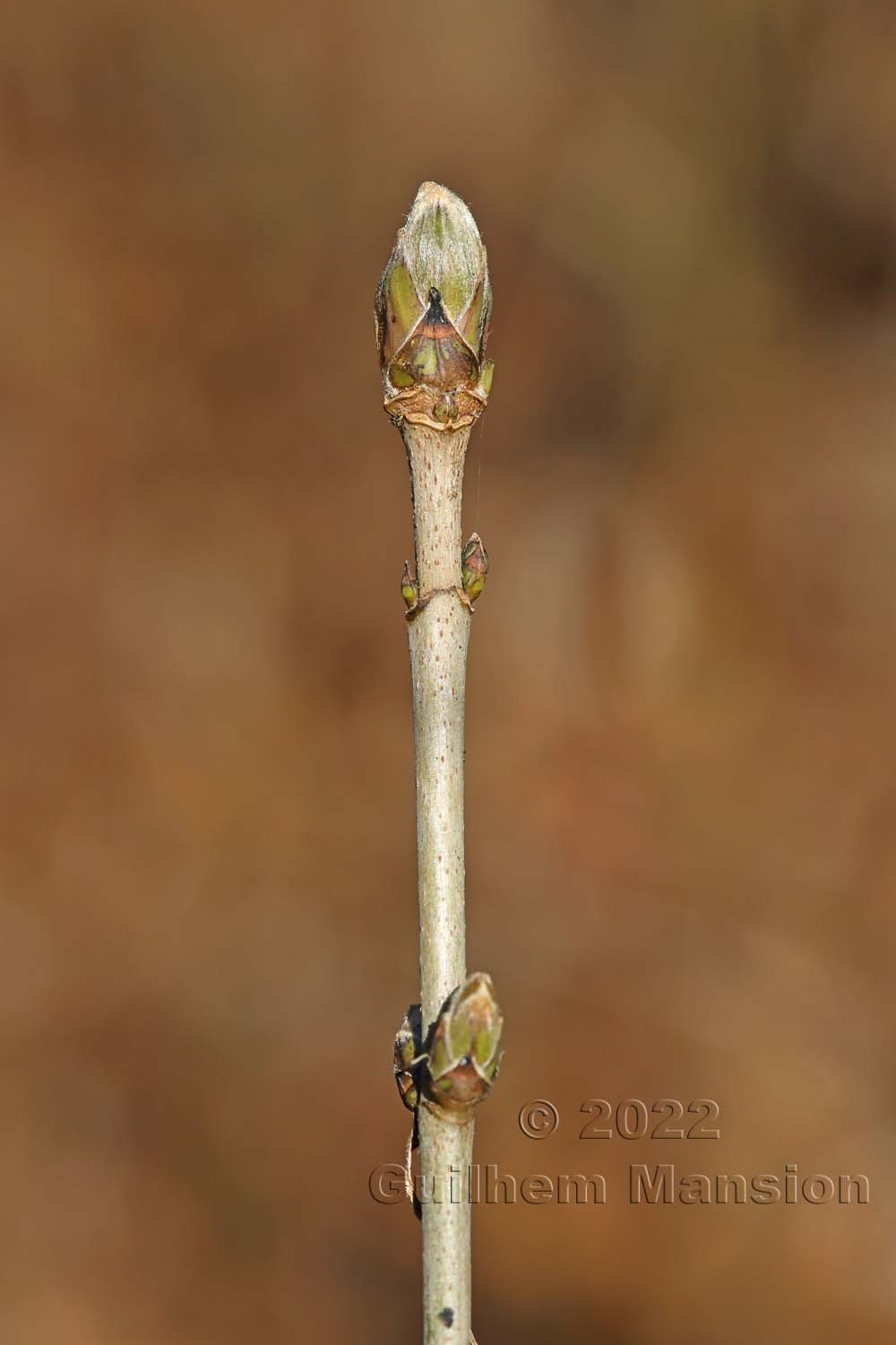 Acer pseudoplatanus