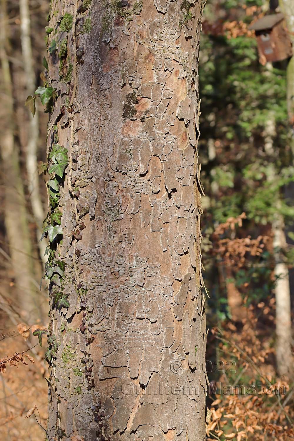 Acer pseudoplatanus