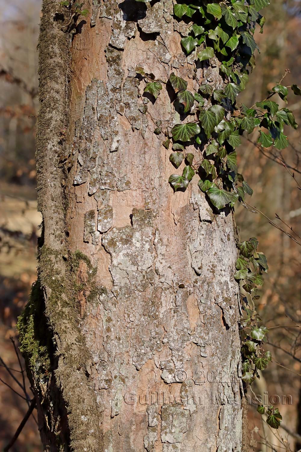 Acer pseudoplatanus