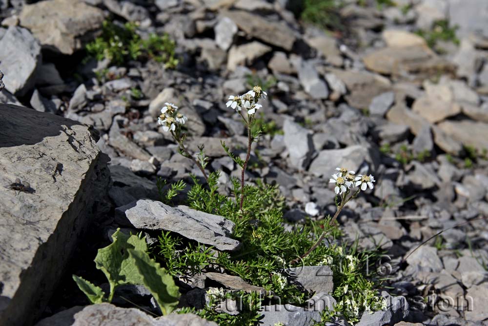 Achillea atrata