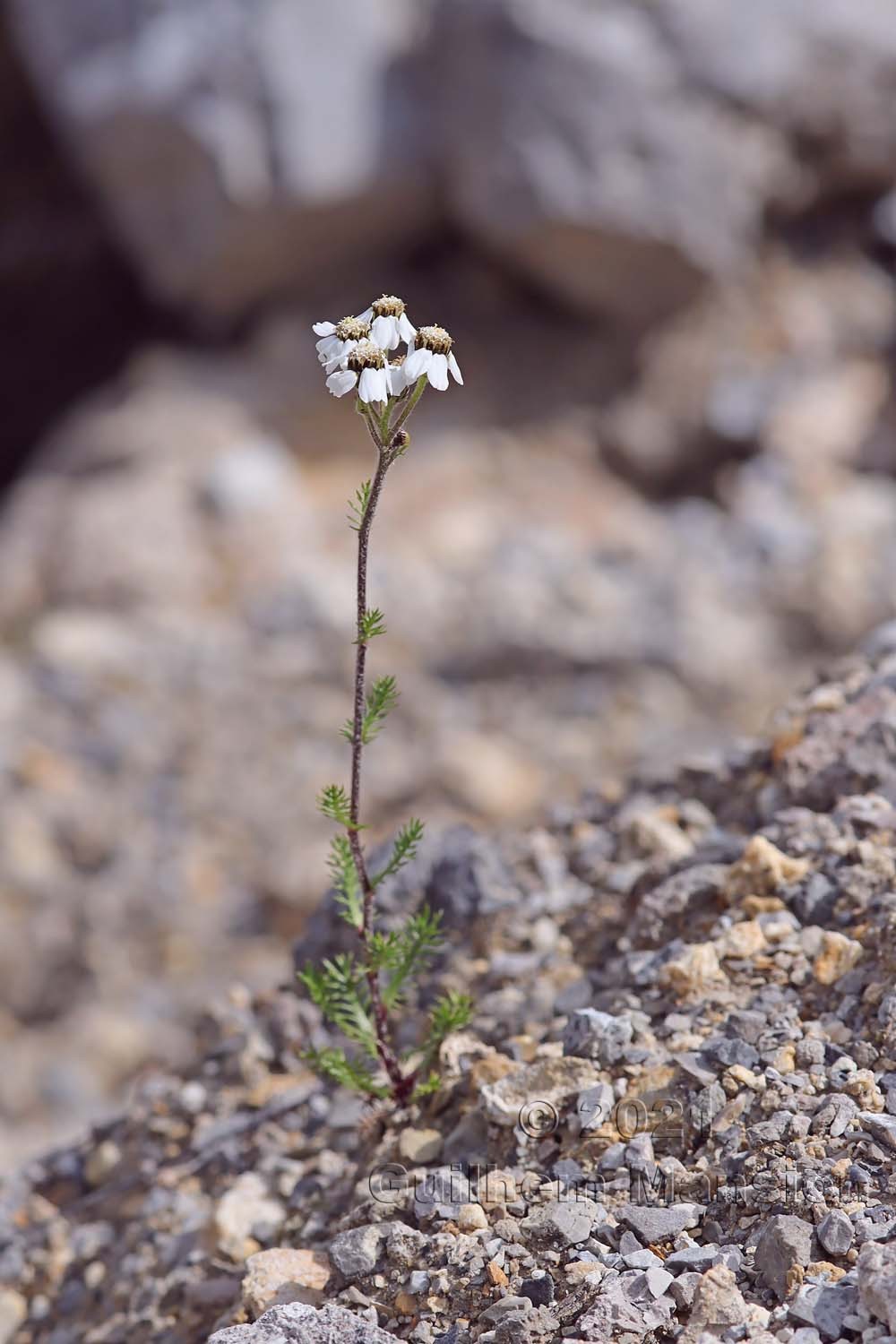 Achillea atrata