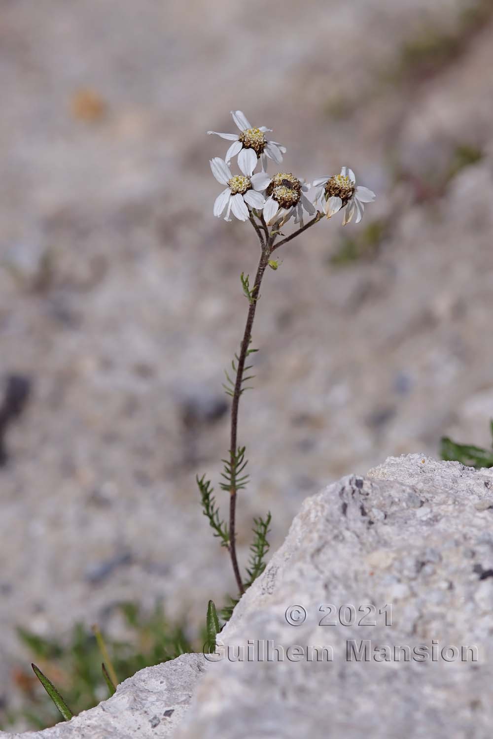 Achillea atrata