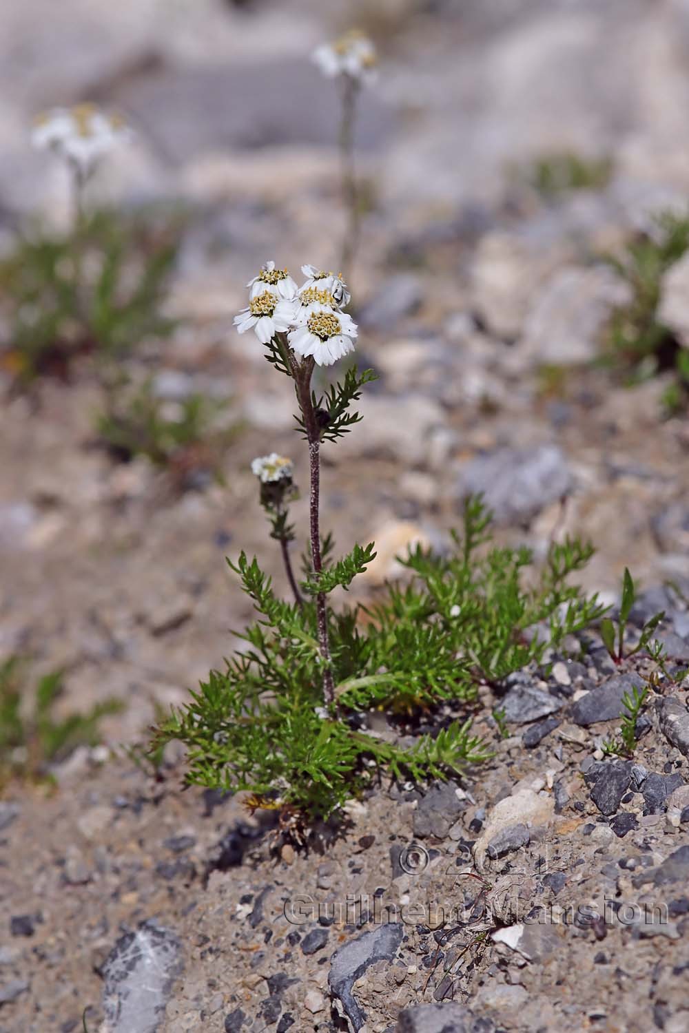 Achillea atrata