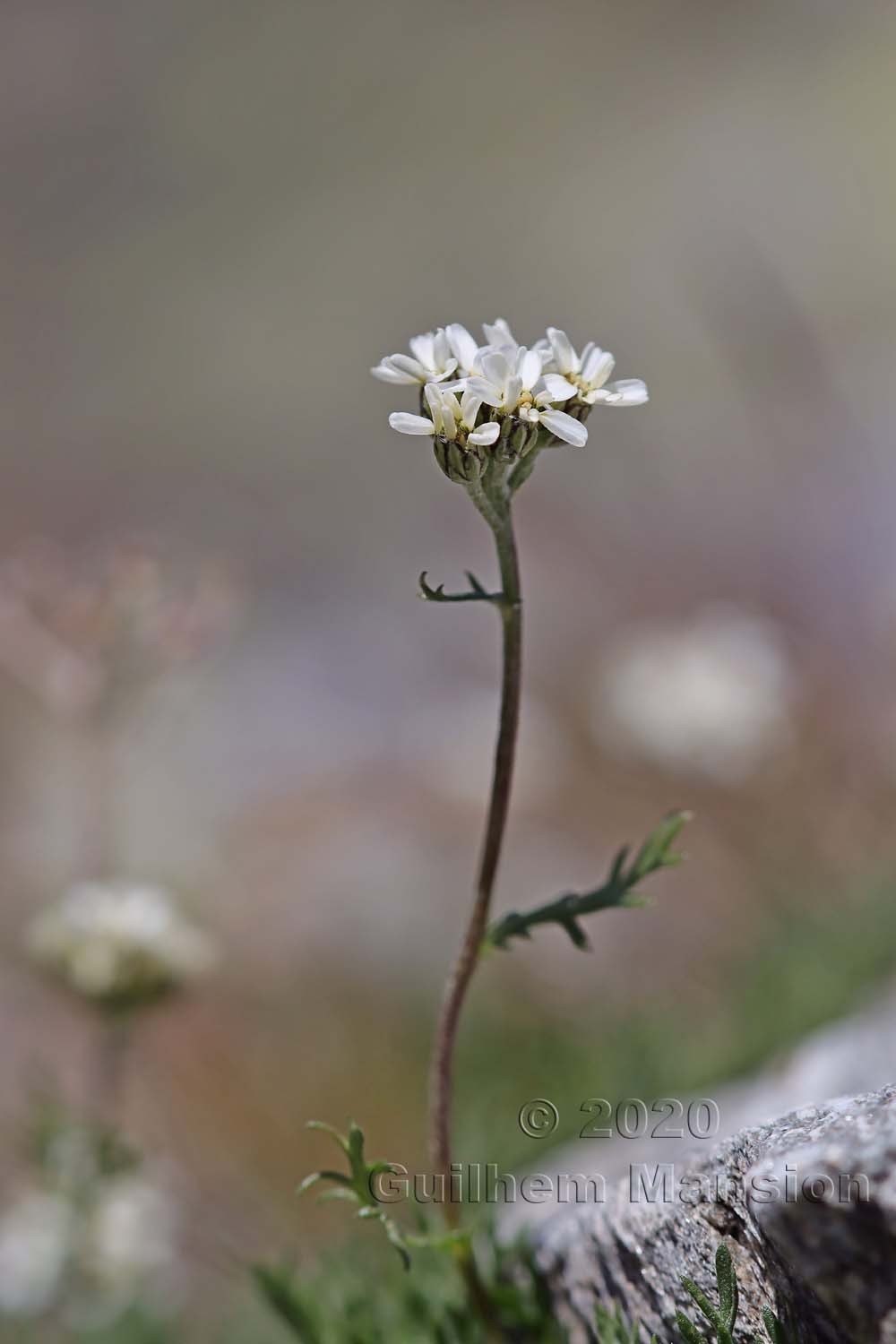 Achillea erba-rotta subsp. moschata