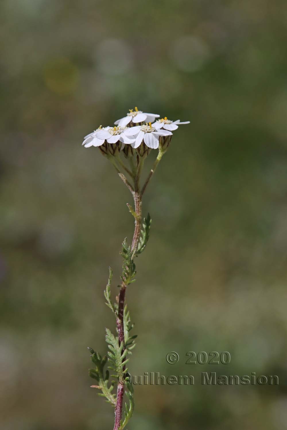 Achillea erba-rotta subsp. moschata