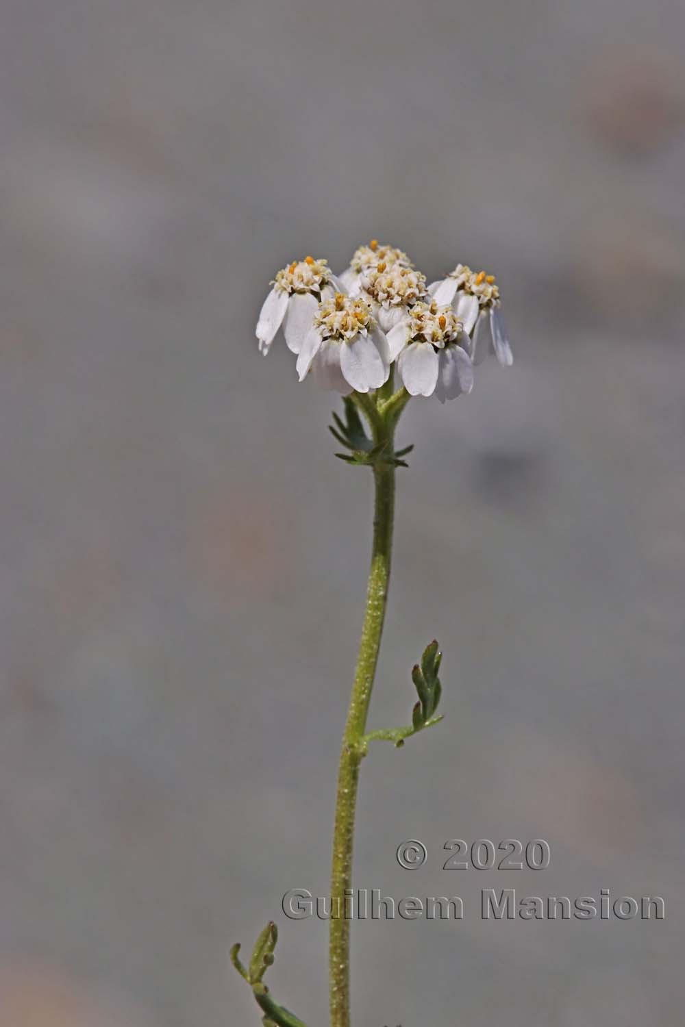 Achillea erba-rotta subsp. moschata