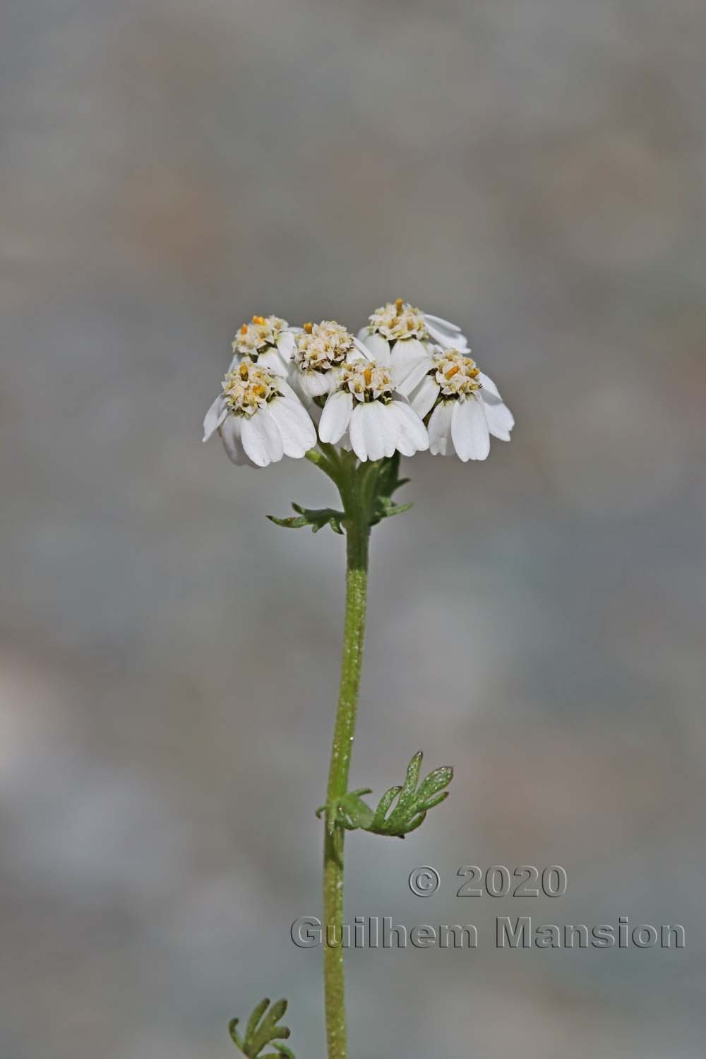 Achillea erba-rotta subsp. moschata