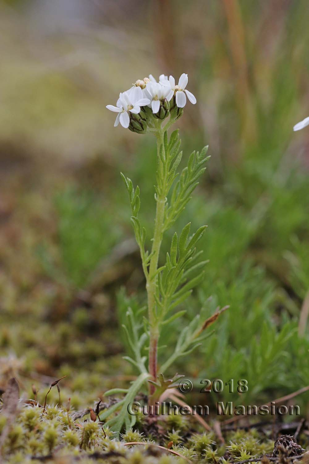 Achillea herba-rotta subsp. moschata