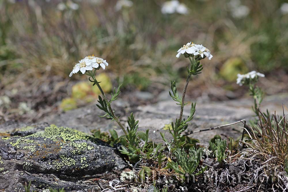 Achillea herba-rotta subsp. moschata