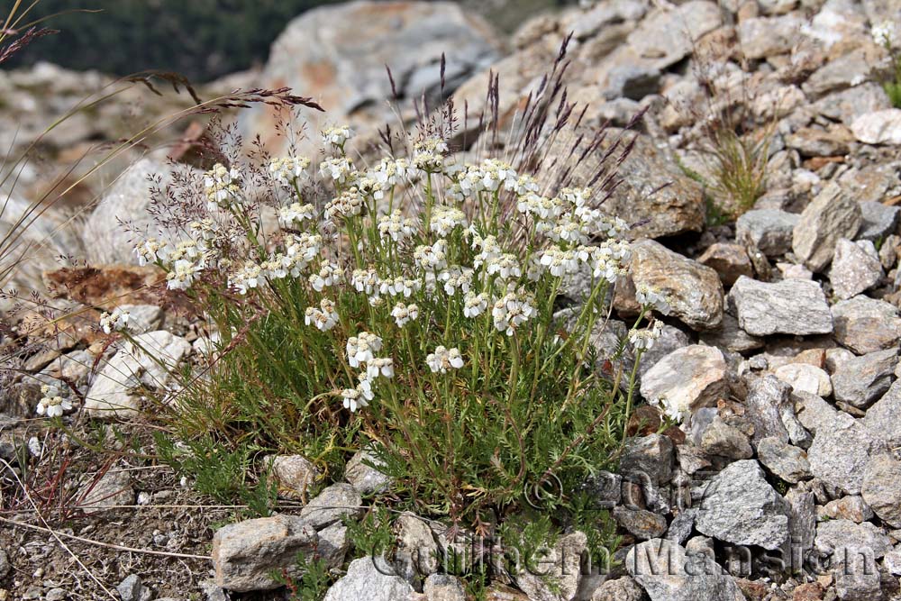 Achillea herba-rotta subsp. moschata