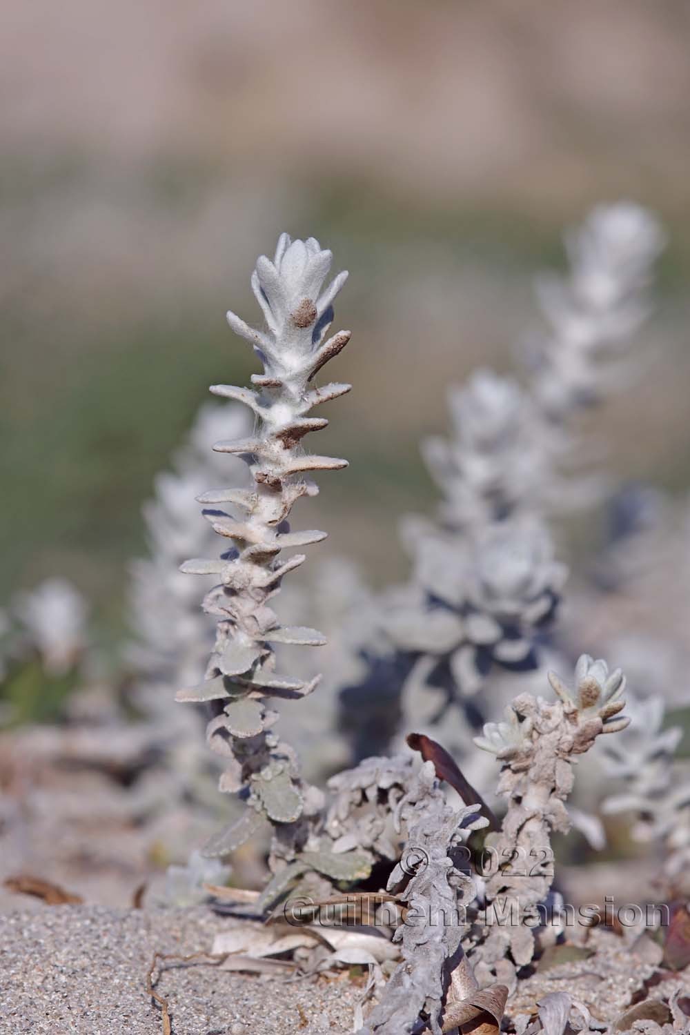 Achillea maritima