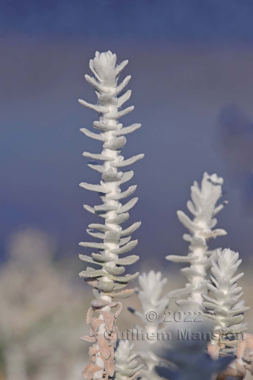 Achillea maritima