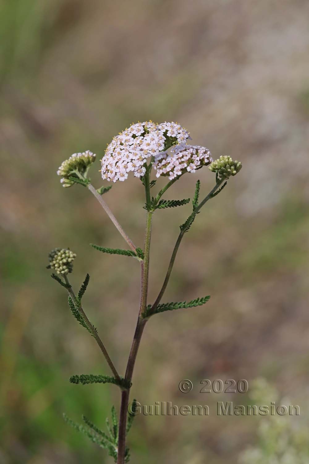 Achillea millefolium