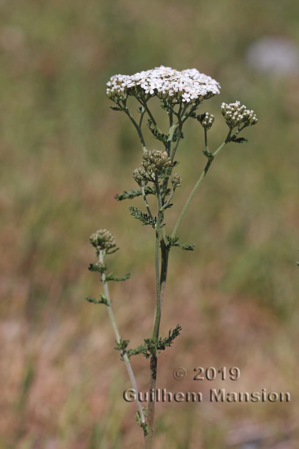 Achillea millefolium