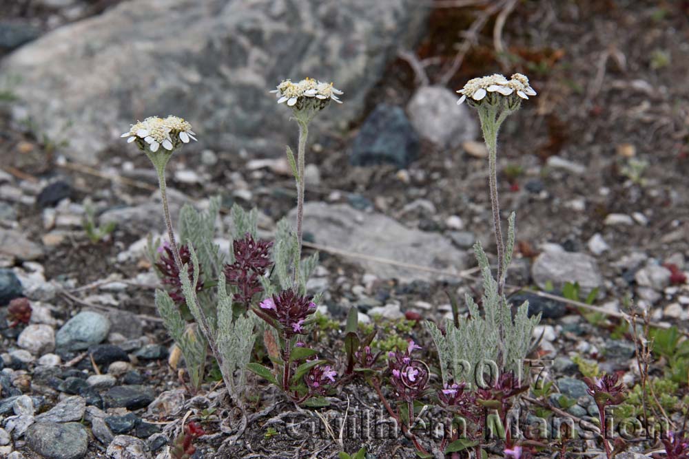 Achillea nana