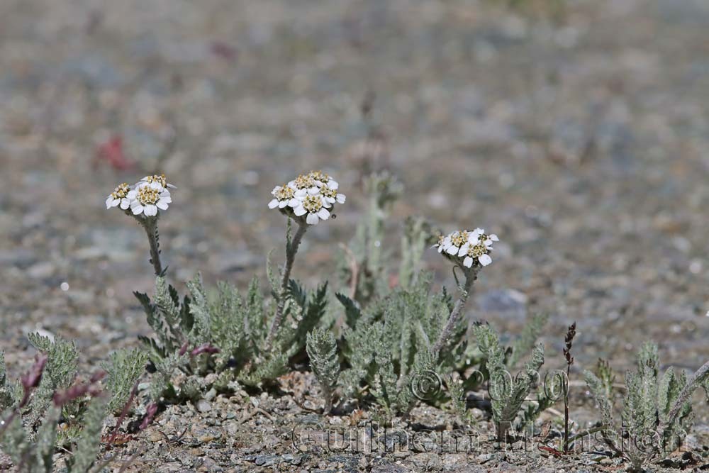 Achillea nana