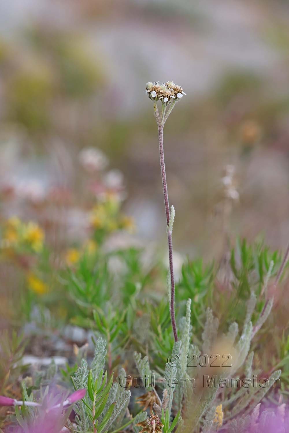 Achillea nana