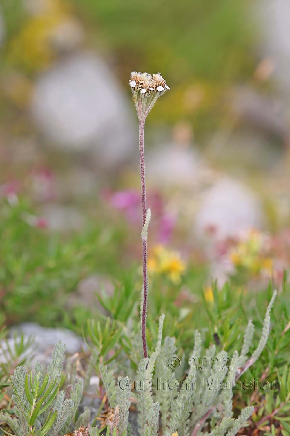 Achillea nana