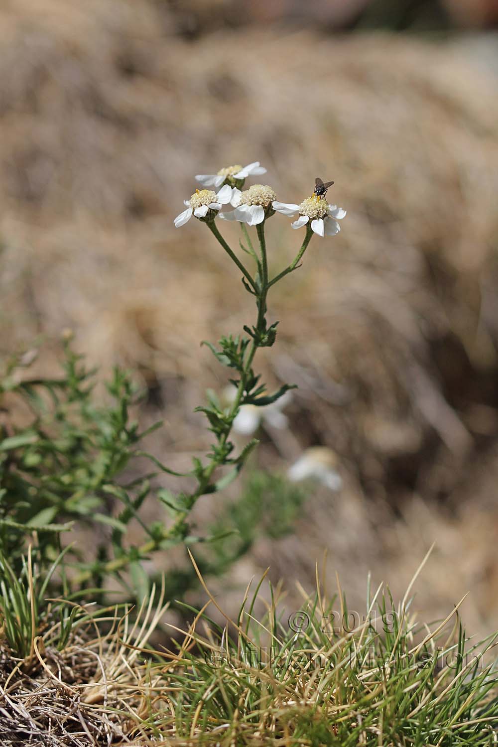 Achillea ptarmica subsp. pyrenaica