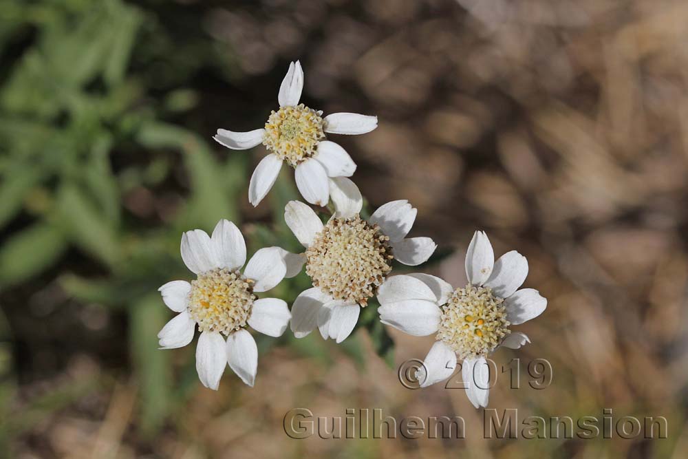 Achillea ptarmica subsp. pyrenaica