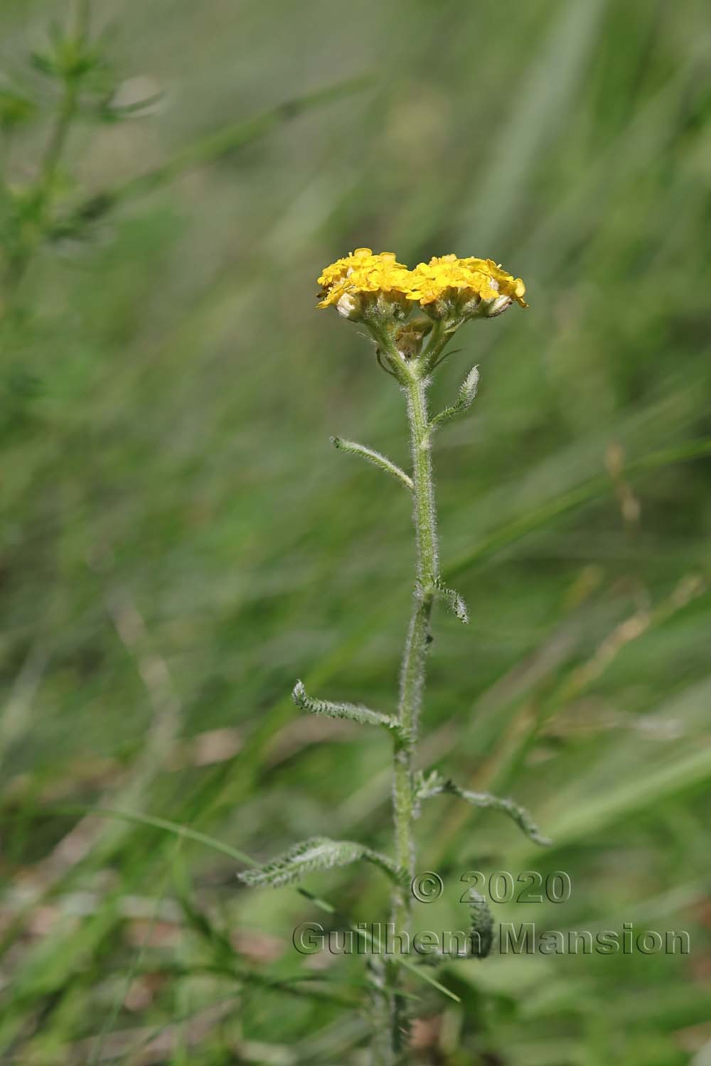 Achillea tomentosa