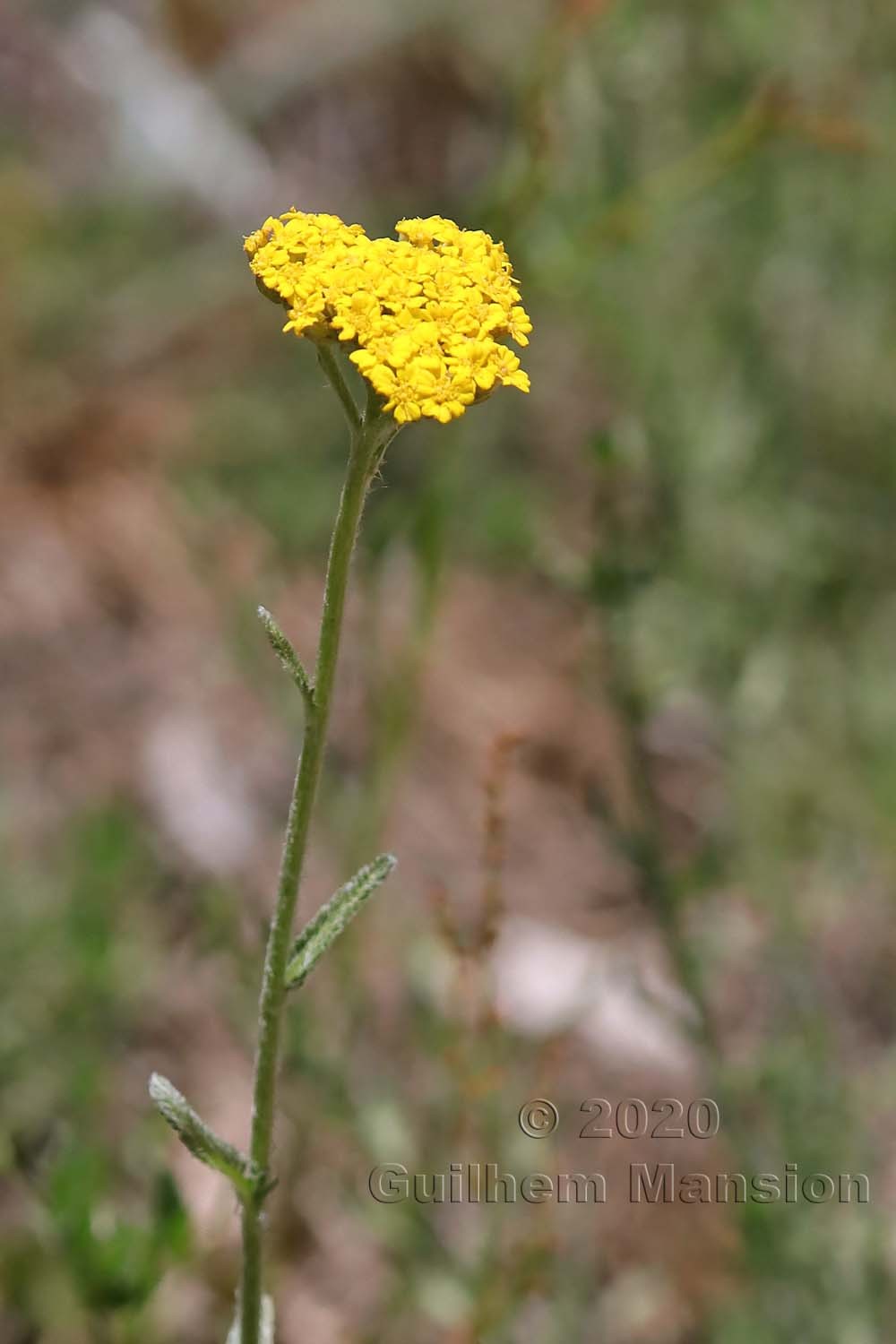 Achillea tomentosa