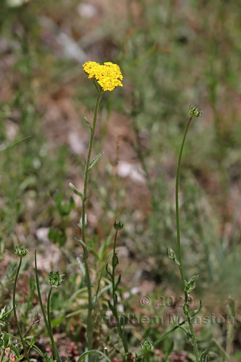 Achillea tomentosa