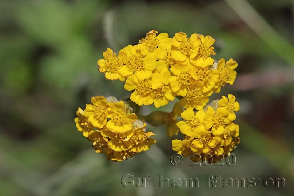 Achillea tomentosa