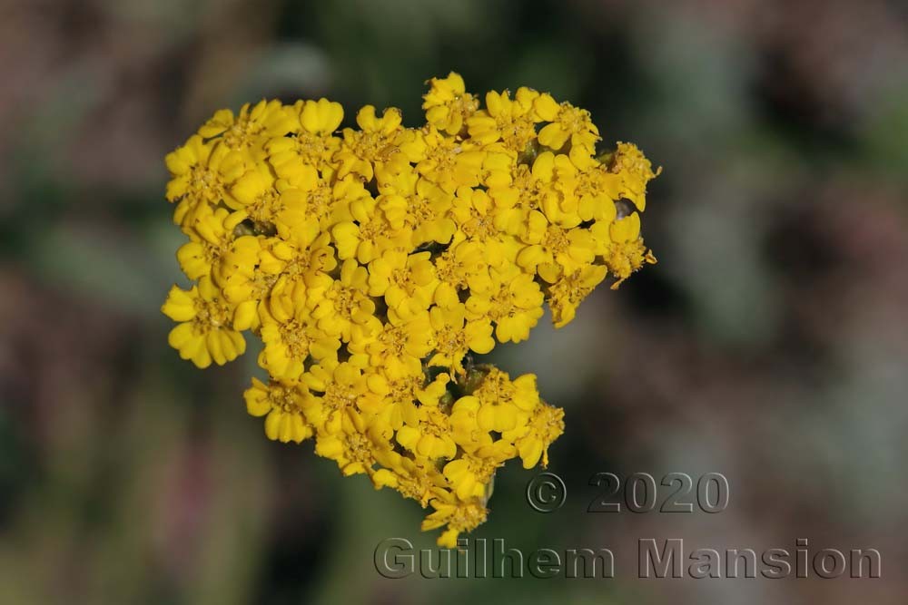 Achillea tomentosa