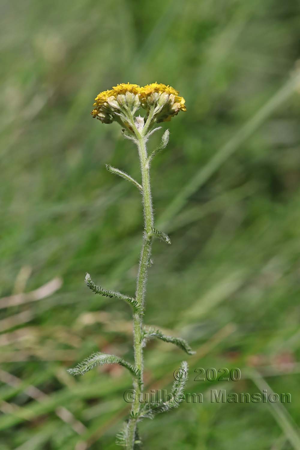 Achillea tomentosa