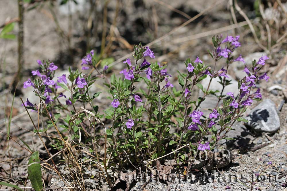 Clinopodium alpinum [Acinos alpinus]