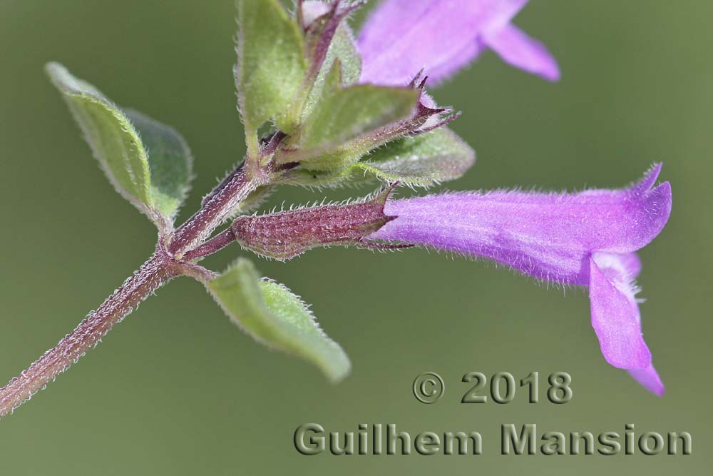 Clinopodium alpinum [Acinos alpinus]