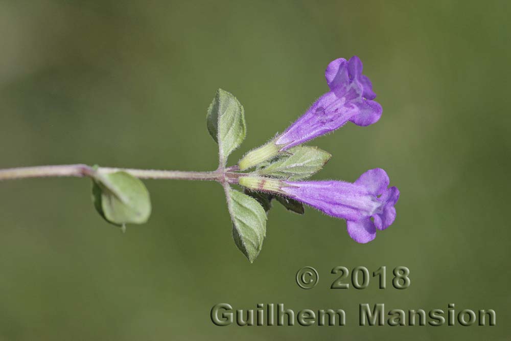 Clinopodium alpinum [Acinos alpinus]