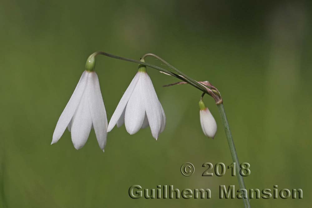 Family - Amaryllidaceae