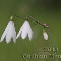 Famille - Amaryllidaceae